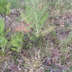 Foeniculum vulgare at Wanniassa Hill - 14 Nov 2023