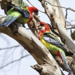 Platycercus eximius (Eastern Rosella) at The Pinnacle - 14 Nov 2023 by AlisonMilton