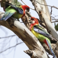 Platycercus eximius (Eastern Rosella) at The Pinnacle - 13 Nov 2023 by AlisonMilton