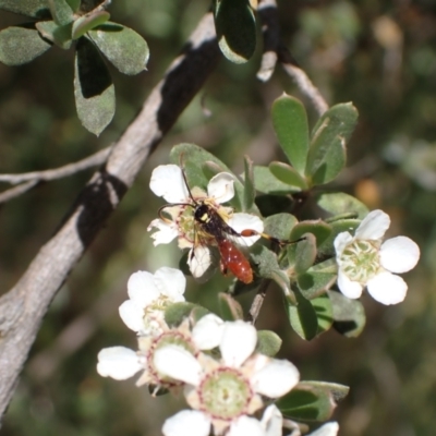 Labium sp. (genus) (An Ichneumon wasp) at Murrumbateman, NSW - 13 Nov 2023 by SimoneC