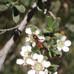 Labium sp. (genus) (An Ichneumon wasp) at Murrumbateman, NSW - 13 Nov 2023 by SimoneC