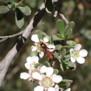 Labium sp. (genus) at Murrumbateman, NSW - 13 Nov 2023