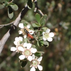 Labium sp. (genus) at Murrumbateman, NSW - 13 Nov 2023