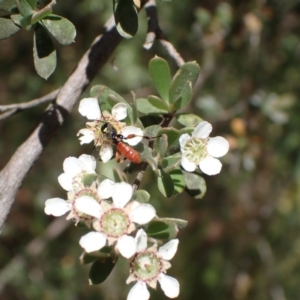 Labium sp. (genus) at Murrumbateman, NSW - 13 Nov 2023