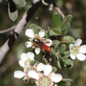 Labium sp. (genus) at Murrumbateman, NSW - 13 Nov 2023