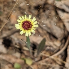 Tolpis barbata (Yellow Hawkweed) at Coppabella, NSW - 12 Nov 2023 by Darcy