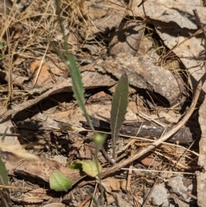 Tolpis barbata at Coppabella, NSW - 13 Nov 2023