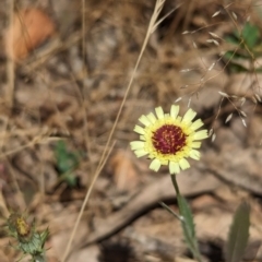 Tolpis barbata at Coppabella, NSW - suppressed