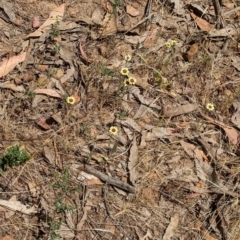 Tolpis barbata at Coppabella, NSW - suppressed