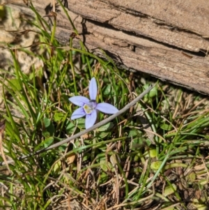 Isotoma fluviatilis subsp. australis at Coppabella, NSW - 13 Nov 2023