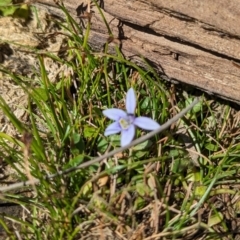 Isotoma fluviatilis subsp. australis at Coppabella, NSW - 13 Nov 2023