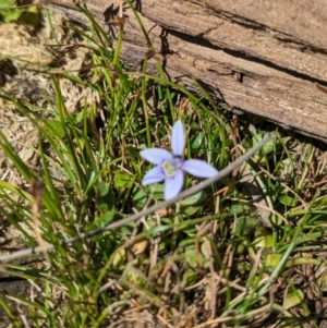 Isotoma fluviatilis subsp. australis at Coppabella, NSW - 13 Nov 2023