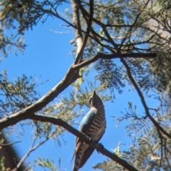 Chrysococcyx lucidus (Shining Bronze-Cuckoo) at Coppabella, NSW - 13 Nov 2023 by Darcy
