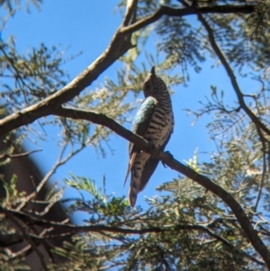 Chrysococcyx lucidus at Coppabella, NSW - suppressed