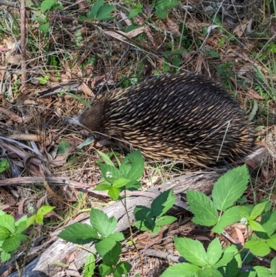 Tachyglossus aculeatus (Short-beaked Echidna) at Coppabella, NSW - 13 Nov 2023 by Darcy