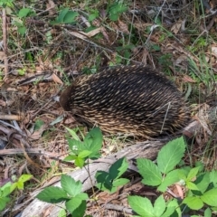 Tachyglossus aculeatus at Coppabella, NSW - suppressed