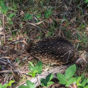 Tachyglossus aculeatus at Coppabella, NSW - suppressed