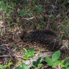 Tachyglossus aculeatus at Coppabella, NSW - suppressed