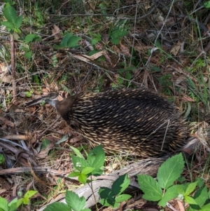 Tachyglossus aculeatus at Coppabella, NSW - suppressed