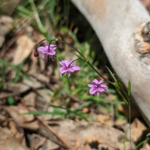 Arthropodium minus at Coppabella, NSW - 13 Nov 2023