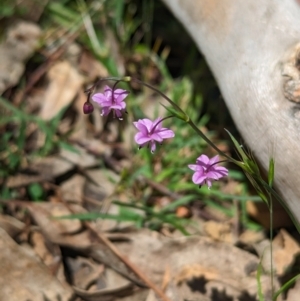 Arthropodium minus at Coppabella, NSW - 13 Nov 2023