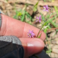 Arthropodium minus at Coppabella, NSW - 13 Nov 2023