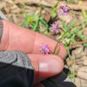 Arthropodium minus at Coppabella, NSW - 13 Nov 2023