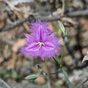 Thysanotus tuberosus at Carabost Flora Reserve - suppressed