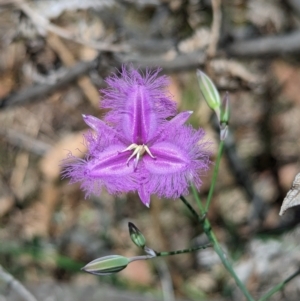 Thysanotus tuberosus at Carabost Flora Reserve - 13 Nov 2023