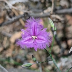 Thysanotus tuberosus at Carabost Flora Reserve - suppressed