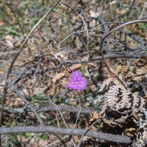 Thysanotus tuberosus at Carabost Flora Reserve - 13 Nov 2023