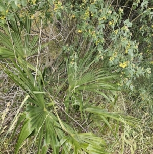 Washingtonia filifera at Nicholls, ACT - 14 Nov 2023