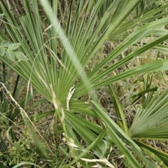 Washingtonia filifera at Nicholls, ACT - 14 Nov 2023