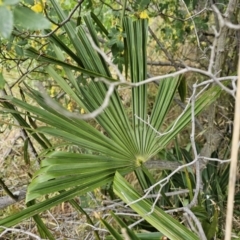 Washingtonia filifera at Nicholls, ACT - 14 Nov 2023