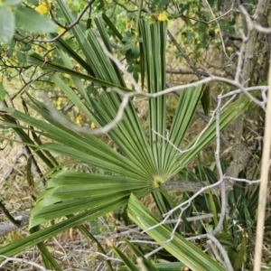 Washingtonia filifera at Nicholls, ACT - 14 Nov 2023