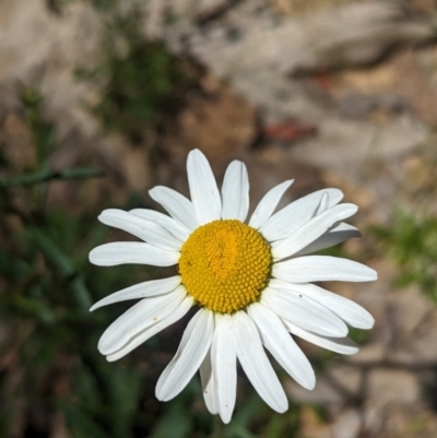 Brachyscome diversifolia var. diversifolia at Carabost Flora Reserve - 13 Nov 2023 by Darcy