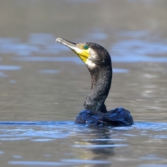 Phalacrocorax carbo (Great Cormorant) at Googong Foreshore - 13 Nov 2023 by jb2602