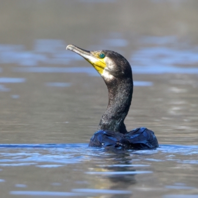 Phalacrocorax carbo (Great Cormorant) at Yarrow, NSW - 13 Nov 2023 by jb2602