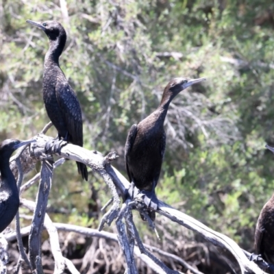 Phalacrocorax sulcirostris (Little Black Cormorant) at Googong Reservoir - 13 Nov 2023 by jb2602