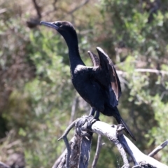 Phalacrocorax sulcirostris at Googong Foreshore - 13 Nov 2023