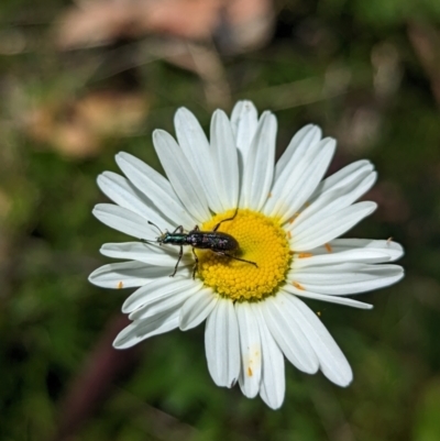 Unidentified Beetle (Coleoptera) at Carabost, NSW - 13 Nov 2023 by Darcy