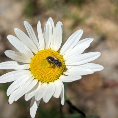 Unidentified True fly (Diptera) at Carabost Flora Reserve - 13 Nov 2023 by Darcy