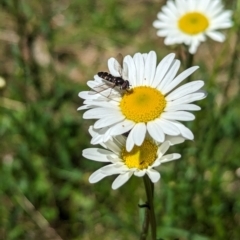 Unidentified Hover fly (Syrphidae) at Carabost, NSW - 13 Nov 2023 by Darcy