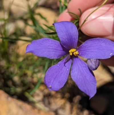 Cheiranthera linearis (Finger Flower) at Carabost Flora Reserve - 13 Nov 2023 by Darcy