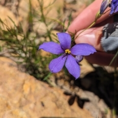 Cheiranthera linearis at Carabost Flora Reserve - suppressed