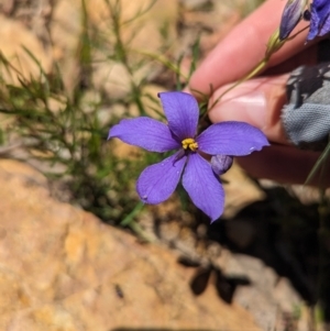 Cheiranthera linearis at Carabost Flora Reserve - suppressed