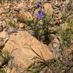 Cheiranthera linearis at Carabost Flora Reserve - suppressed