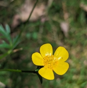 Ranunculus lappaceus at Carabost Flora Reserve - 13 Nov 2023