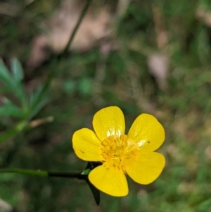 Ranunculus lappaceus at Carabost Flora Reserve - 13 Nov 2023