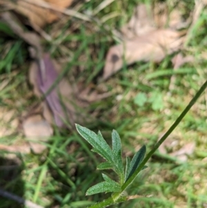 Ranunculus lappaceus at Carabost Flora Reserve - 13 Nov 2023